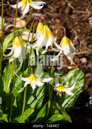 Gelber Schattierung zu weißen Blüten der Hardy Feder woodland Lampe Erythronium' Jeanette Brickell' Stockfoto
