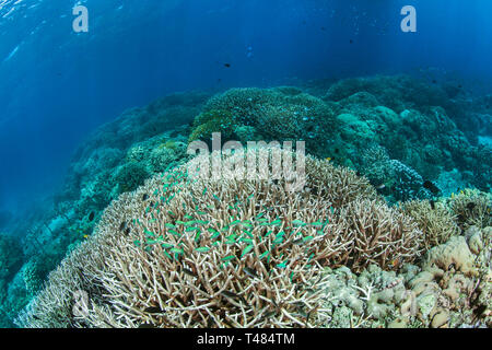 Grüne chromis Fisch (Chromis viridis) bewohnen staghorn Coral (Acropora sp.). Bunaken Island, Indonesien Stockfoto