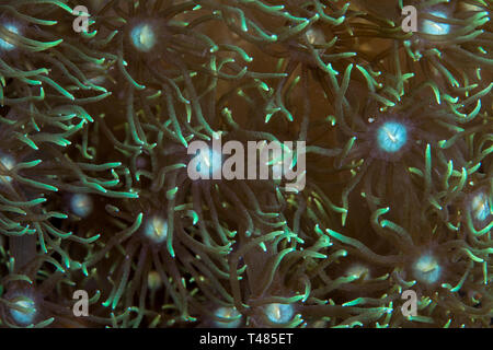 Aquarium von Korallen und bunte Korallenriff Fische Stockfoto, Bild