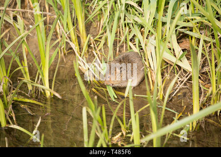 Eine wilde, nicht unverlierbaren Wasser vole, Arvicola amphibius, an den Ufern des Flusses Stour in Gillingham Dorset Dorset England UK GB im April. Die Bevölkerung Stockfoto