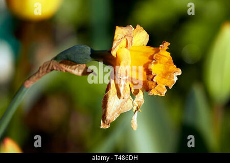 Sterbende narzisse Blüte im späten Frühling Sonnenschein eines städtischen Garten in London, England Stockfoto