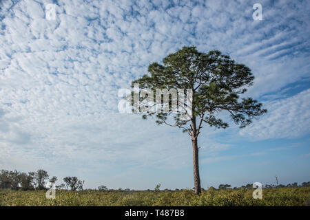 Slash Kiefern gegen eine Makrele Himmel, Myakka River State Park, Sarasota, Florida, USA, Nordamerika Stockfoto