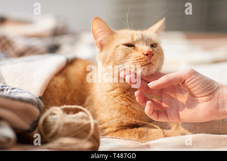 Junge Frau streicheln Ginger Cat Stockfoto