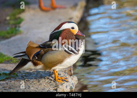 Wilde Mandarinente am Rande eines Sees Kalifornien. Alle Mandarin Enten in den Vereinigten Staaten werden gedacht, um Ausreißer zu sein oder die Nachkommen von Ausreißern Stockfoto