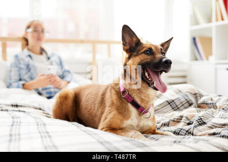 Glücklicher Hund sitzen auf dem Bett Stockfoto