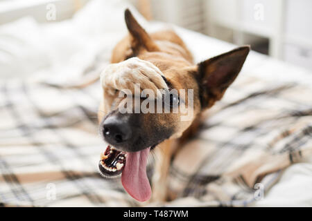Peinlich Hund auf dem Bett Stockfoto