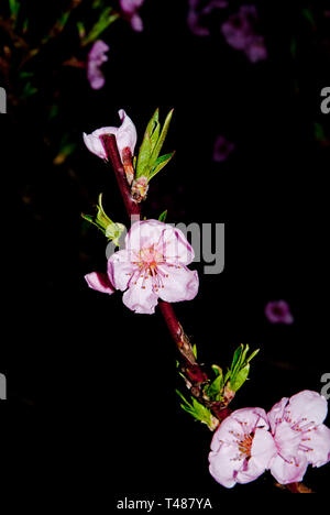 Peach Blossoms, Nacht, Nahaufnahme in flash light Stockfoto