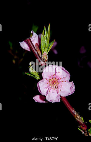 Peach Blossom in Nacht, Obstgarten bei Nacht Stockfoto