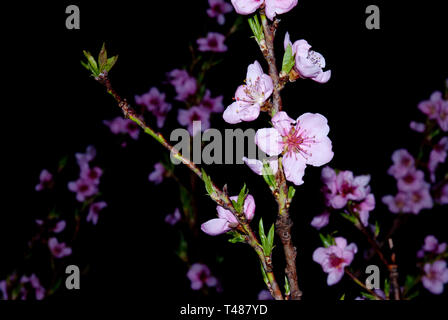 Orchard in der Nacht, Peach tree Blumen Stockfoto