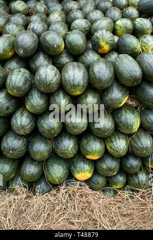 Reihen von grünen Wassermelonen, der sich auf jedes andere im Freien Stockfoto