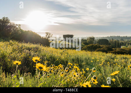 San Fernando Valley Feder wildflower Meadow und Wassertank in Santa Susana Pass State Historic Park in Los Angeles, Kalifornien. Stockfoto