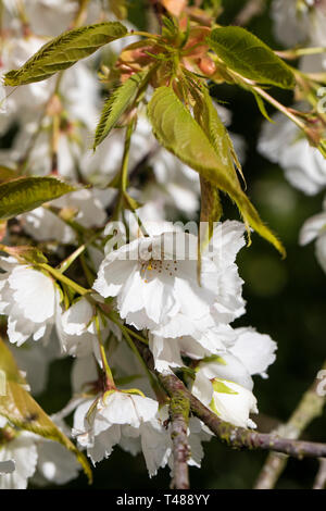 Nahaufnahme von Prunus Shirotae, einem weiß blühenden Kirschbaum, der im Frühjahr in England in einem englischen Garten blüht Stockfoto