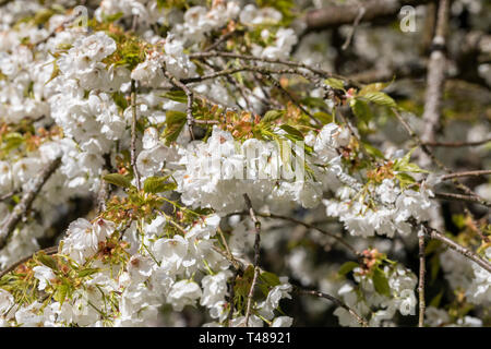 Nahaufnahme von Prunus Shirotae, einem weiß blühenden Kirschbaum, der im Frühjahr in England in einem englischen Garten blüht Stockfoto