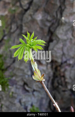 Aesculus hippocastanum - Rosskastanie neue Feder Blätter gegen einen unscharfen Hintergrund - Großbritannien Stockfoto