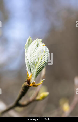 Nahaufnahme von Sorbus aria-Whitebeam neue Feder Blätter - Großbritannien Stockfoto