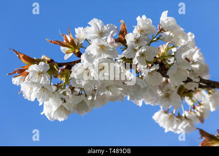 Nahaufnahme der weißen Prunus Tai Haku Kirschblüte vor einem blauen Himmel, blüht im Frühjahr, England, Großbritannien Stockfoto