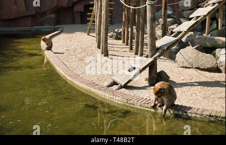 Der Affe Spielplatz gleich in Zoo zu Wasser Stockfoto