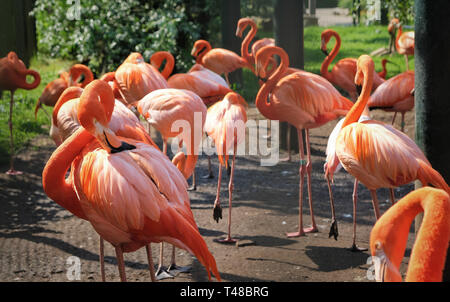 Eine Gruppe Flamingos sind auf der Suche nach Nahrung. Stockfoto