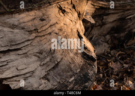 In der Nähe von Broken Baumstamm Stockfoto