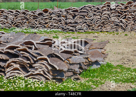 Von Eichen an Alcornocales Naturpark, Jimena de la Frontera, Cadiz, Spanien Stockfoto