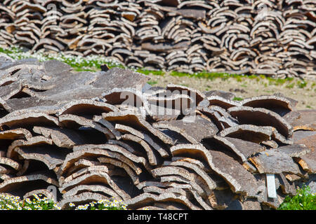 Von Eichen an Alcornocales Naturpark, Jimena de la Frontera, Cadiz, Spanien Stockfoto