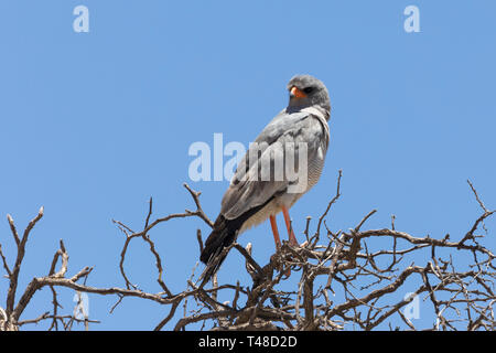 Blass Chanting Goshawk (Melierax conorus) Kgalagadi Transfrontier Park, Kalahari, Northern Cape, Südafrika thront auf Äste vor blauem Himmel Stockfoto