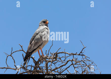 Blass Chanting Goshawk (Melierax conorus) Kgalagadi Transfrontier Park, Kalahari, Northern Cape, Südafrika thront auf Äste vor blauem Himmel Stockfoto