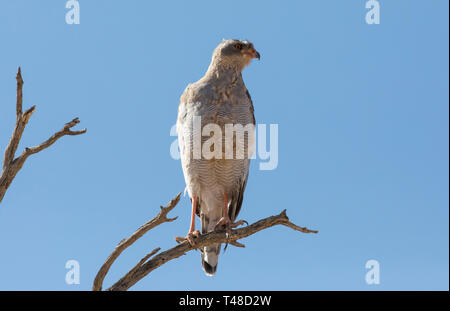 Blass Chanting Goshawk juvenile (Melierax conorus) Übergang Gefieder Kgalagadi Transfrontier Park, Kalahari, Northern Cape, Südafrika Stockfoto