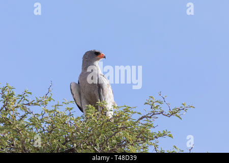 Blass Chanting Goshawk (Melierax conorus) Kgalagadi Transfrontier Park, Kalahari, Northern Cape, Südafrika thront in Camelthorn Akazie Stockfoto