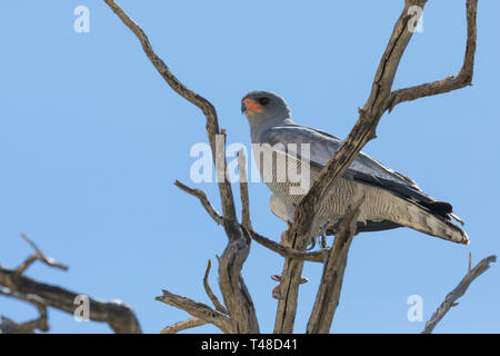 Blass Chanting Goshawk (Melierax conorus) Kgalagadi Transfrontier Park, Kalahari, Northern Cape, Südafrika thront auf Zweig Unterseite angezeigt Stockfoto