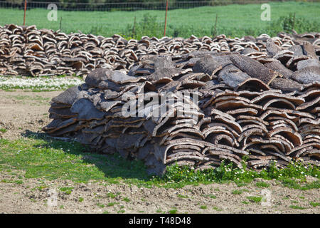 Von Eichen an Alcornocales Naturpark, Jimena de la Frontera, Cadiz, Spanien Stockfoto