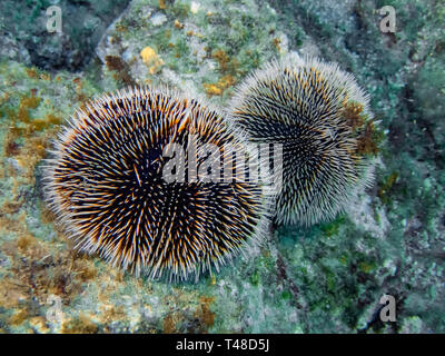 Ein paar Seeigel auf einem Felsen in der Nähe von Cabo San Lucas in Baja California, Mexiko Stockfoto