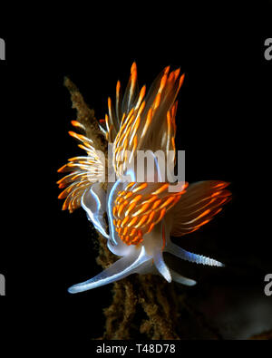 Hermissenda crassicornis Stockfoto