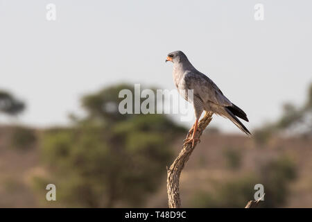 Blass Chanting Goshawk (Melierax conorus) Kgalagadi Transfrontier Park, Kalahari, Northern Cape, Südafrika thront auf Zweig auf Ausblick bei Sonnenuntergang Stockfoto