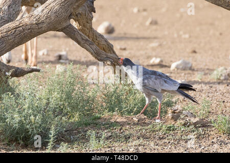 Blass Chanting Goshawk (Melierax conorus) Kgalagadi Transfrontier Park, Kalahari, Northern Cape, Südafrika angreifenden Tree nach verlieren ein Raub Vogel Stockfoto