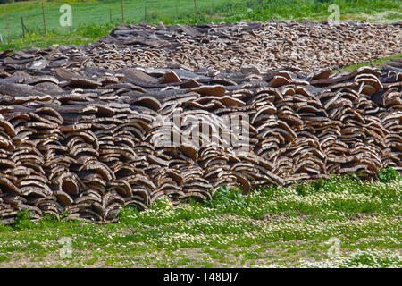 Von Eichen an Alcornocales Naturpark, Jimena de la Frontera, Cadiz, Spanien Stockfoto