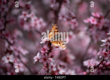 Zierpflanzen Pflaume und Schmetterling Stockfoto