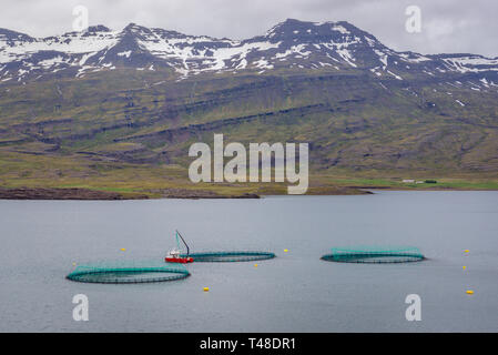 Fischzucht in Berufjordur Fjord im Osten von Island Stockfoto