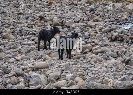 Schwarze Schafe in der Nähe von Sveinsstekksfoss Wasserfall in der Nähe von Djúpivogur Stadt im Osten von Island Stockfoto