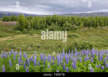Ansicht von der Straße 95 von Oxi Pass nach Egilsstadir Stadt im Osten Islands Stockfoto