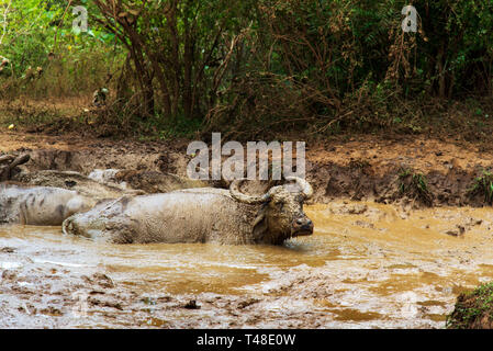 Buffalo Abkühlung in einem Schlamm Teich Stockfoto