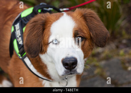 Hund mit zwei verschieden farbigen Augen Stockfoto