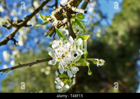 Schönen Zweig der Kirschbaum mit weißen Blumen, im Hintergrund blauer Himmel und unscharf, Laub Stockfoto