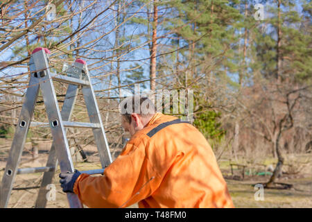 Arbeiter in Orange einheitliche macht Leiter am Baum einige Zweige zu trimmen. Frühling Stockfoto