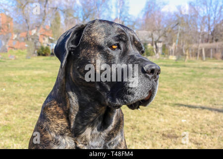 Die Nahaufnahme Portrait von Italienischen Cane Corso Rasse Hund im Park im Sommer Stockfoto