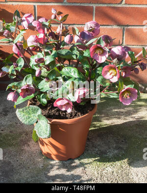 Nieswurz Pennys Rosa wächst in einer Blume Whirlpool. Blütezeit vom späten Winter bis Mitte Frühling einen Klumpen bilden Staude für Grenze oder Woodland frosthart Stockfoto