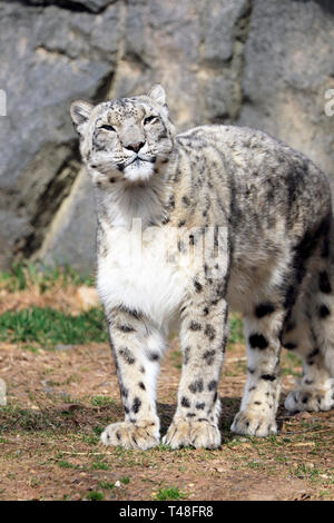 Snow Leopard Panthera uncia, Turtle Back Zoo, West Orange, NJ, USA Stockfoto