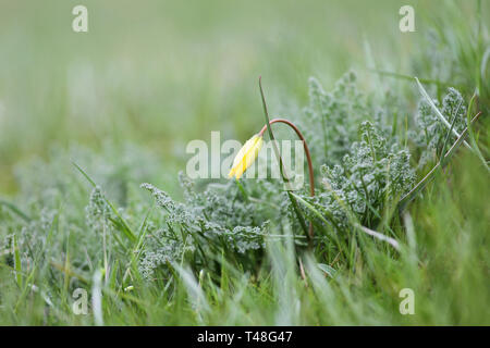 Zarte Hintergrund, Wild tulip in der Steppe, Bieberstein Tulip, gelbe Blume auf einem sanften Hintergrund Stockfoto