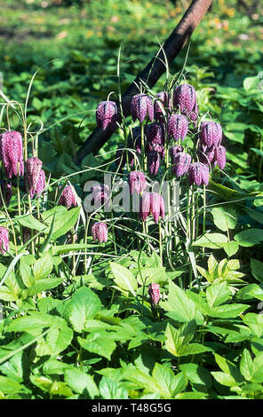 Schlangen Kopf Fritillary Fritillaria meleagris in einem bewaldeten Garten. Eine Staude, die Blumen im Frühling mit Glockenförmigen violetten und weißen Blumen Stockfoto