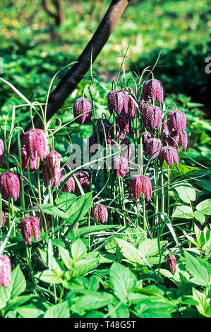 Schlangen Kopf Fritillary Fritillaria meleagris in einem bewaldeten Garten. Eine Staude, die Blumen im Frühling mit Glockenförmigen violetten und weißen Blumen Stockfoto